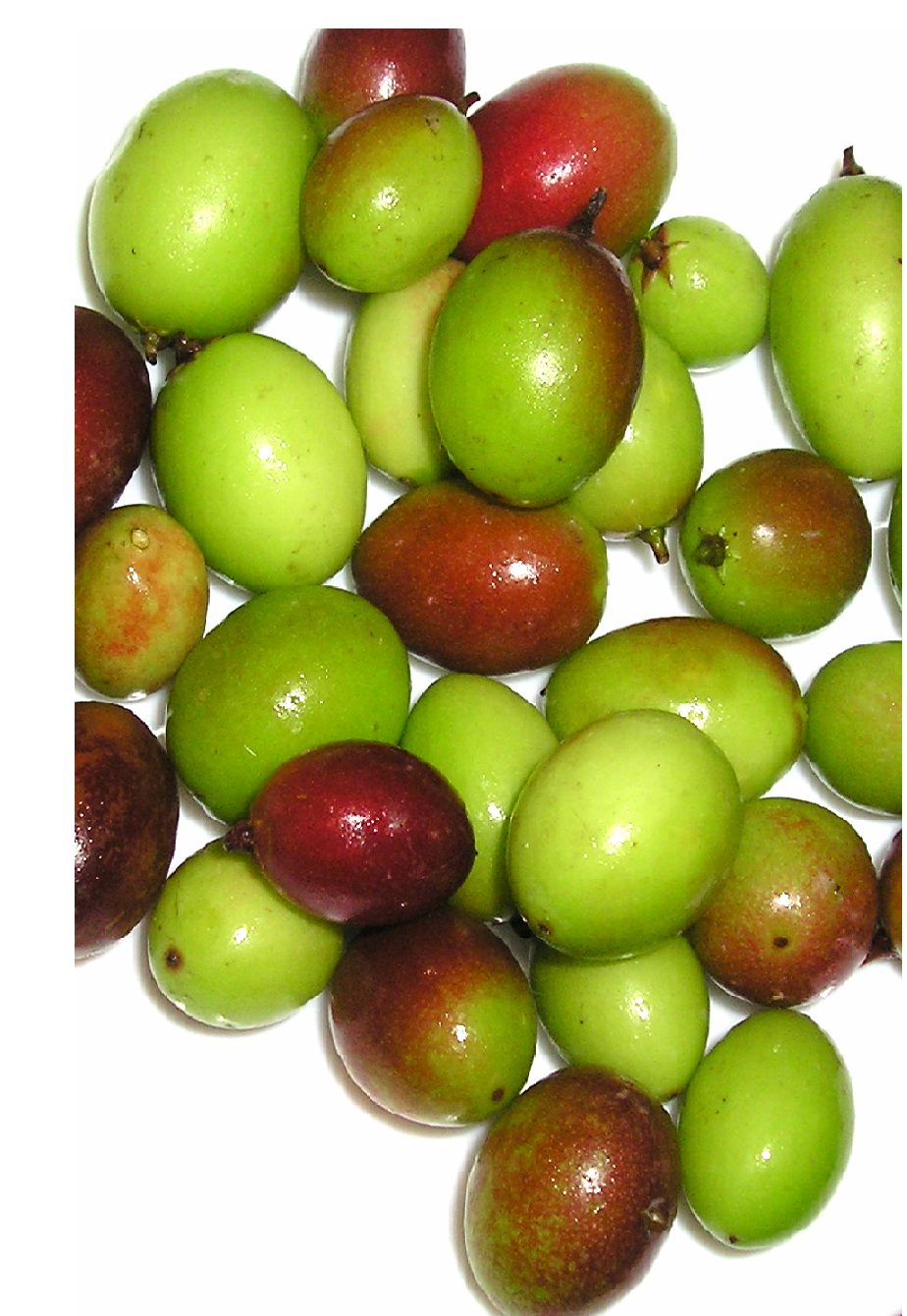 Fresh Karonda/Kalakai250 g(Good Quality)